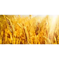 Послуги з сушки насіння пшениці