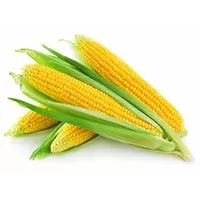 Послуги з сушки насіння кукурудзи